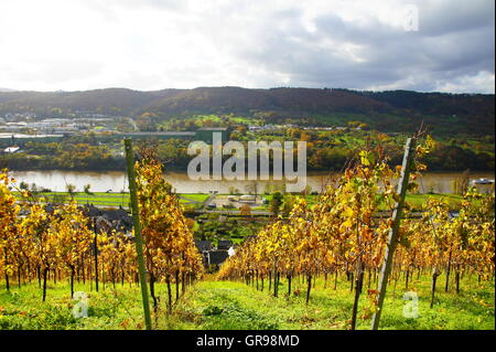 Village viticole de Graach sur la Moselle, de l'autre côté Bernkastel Banque D'Images