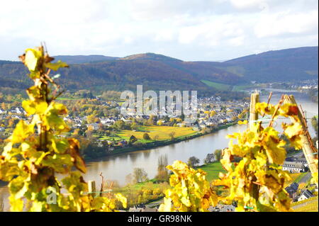 Wehlen Village viticole sur la Moselle en automne Banque D'Images