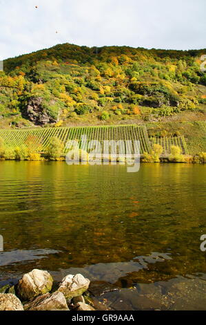 Vignes En automne près de Kröv sur la Moselle Banque D'Images