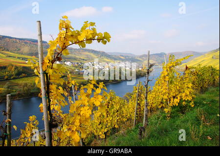 Village viticole, Reil sur la Moselle en automne Banque D'Images