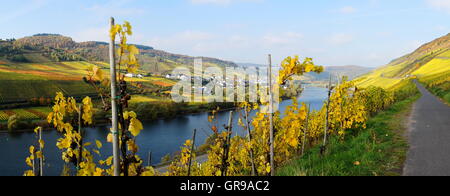 Vallée de la moselle près de Reil et Burg Panorama en automne Banque D'Images