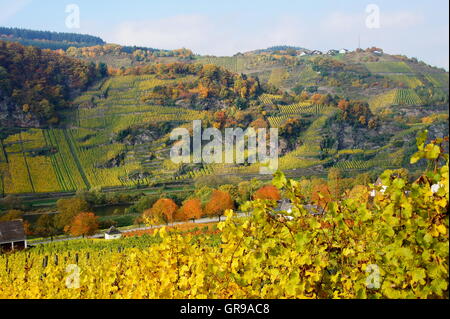 Vignobles escarpés Mullay-Hofberg près de Reil sur la Moselle Banque D'Images