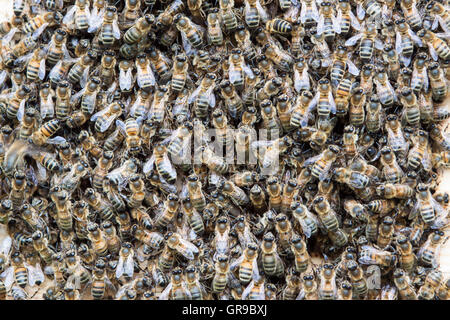 Abeille à miel (Apis mellifera) attaque à l'entrée de la ruche artificiel, Haarlem, Pays-Bas Banque D'Images