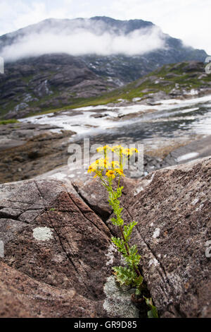 Politique Séneçon jacobée (Senecio jacobaea) passant entre les rochers, le Loch Scavaig, Ile de Skye, Ecosse, Royaume-Uni Banque D'Images