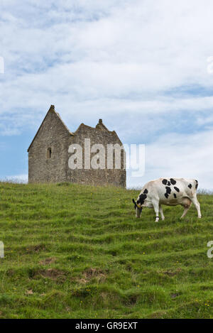 Une seule vache paissant sur les pentes inférieures de Lusty Hill avec le haut de la vue de dovecot à Bruton dans Somerset Banque D'Images