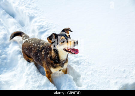 Chien de montagne en paysage d'hiver. Portrait de profil. Banque D'Images