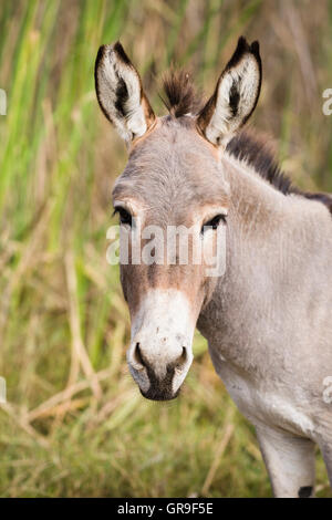 L'âne (Equus asinus), Parc National du Djoudj, Sénégal, Afrique Banque D'Images