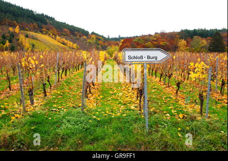 Vignoble coloré à l'automne près de Burg sur la Moselle avec blindage Schloss Burg Banque D'Images