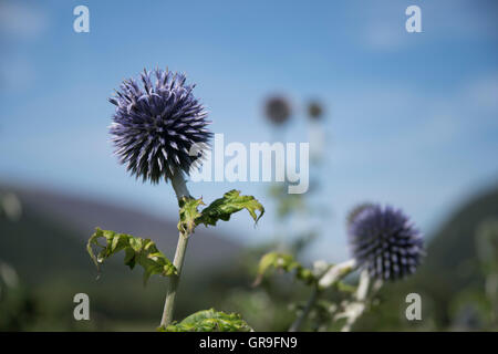 Echinops ritro Taplow Blue ( Globe Thistle ) croissant dans la vallée de Borrowdale, Lake District, Cumbria, Royaume-Uni Banque D'Images