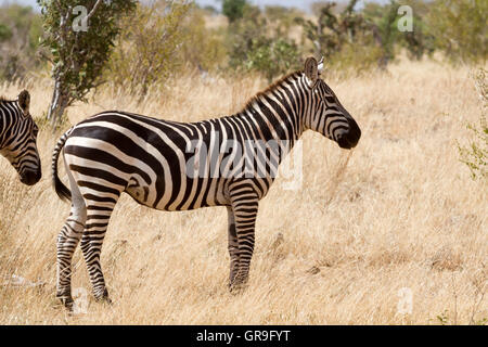 Zebra dans la réserve de Tsavo Banque D'Images