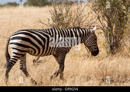 Zebra dans la réserve de Tsavo Banque D'Images