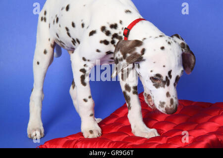 Dalmatien chiot sur fond bleu. Tourné en studio. Banque D'Images