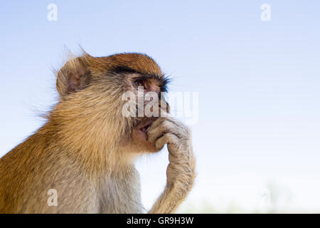 Patas (Erythrocebus patas singe), manger, Parc National du Djoudj, au Sénégal Banque D'Images