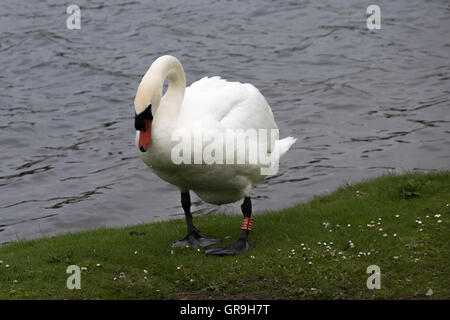 Cygne muet se tiennent sur une banque au bord du lac avec les gouttelettes d'eau sur la plume Banque D'Images