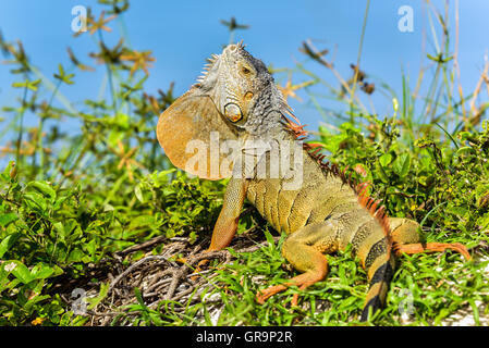 Iguane vert Banque D'Images