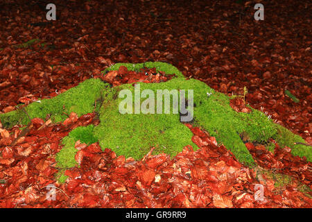 Racines d’arbres Banque D'Images