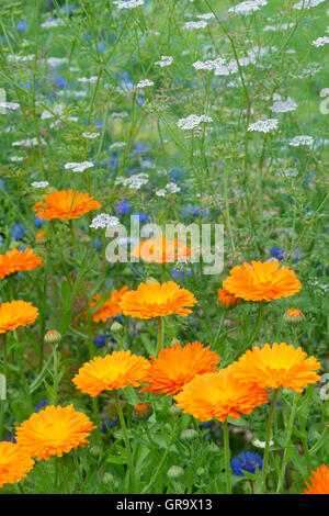 Calendula officinalis. Fleurs de souci dans un jardin de fines herbes Banque D'Images