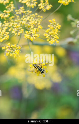 Eupeodes corolle. Sur les fleurs de fenouil Bronze Hoverfly Banque D'Images