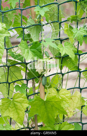 Melothria scabra. Cucamelon / Souris fruits melon sur la compensation dans une serre Banque D'Images