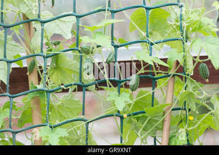 Melothria scabra. Cucamelon / Souris fruits melon sur la compensation dans une serre Banque D'Images