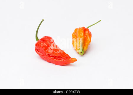 Piments Naga sur fond blanc Banque D'Images