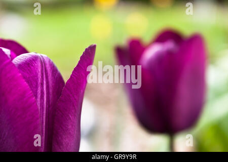 Tulipes Banque D'Images