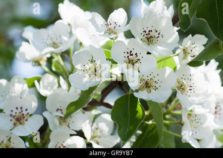 Fleurs Fleurs Fruits poire Pyrus Communis Banque D'Images