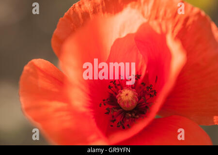 Papaver Rhoeas Banque D'Images