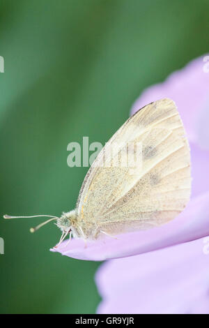 Pieris Rapae Banque D'Images