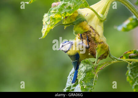 Bluetit sur un tournesol Banque D'Images