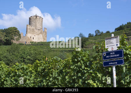 Ruines du château de Kaysersberg, Haut-Rhin, Alsace, France, Europa Banque D'Images