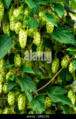 Les cônes verts mûrs pris la direction libre. Récolte de houblon frais mûrs. Le houblon vert. Banque D'Images