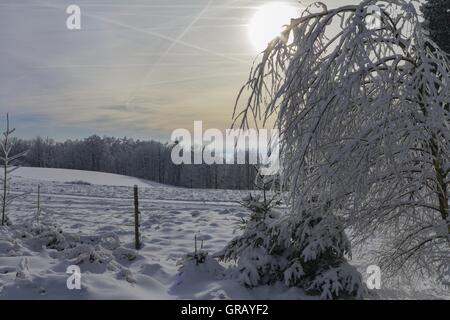 Paysage d'hiver avec des buissons enneigés en rétro-éclairage Banque D'Images