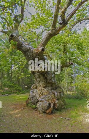 Le Troll 1 000 ans dans la réserve naturelle de chêne sur l'île suédoise d'Öland Trollskogen Banque D'Images