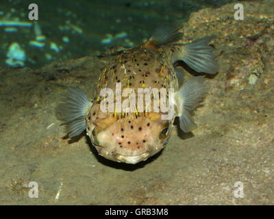 Les porcs-épics du rachis (Diodon holocanthus) un balloonfish tropical variété Banque D'Images