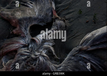 Oiseau mort sur la mer Baltique, à partir de la plage de Pirita Tallinn , Estonie Banque D'Images