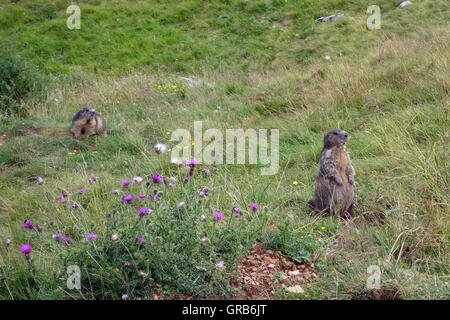 Marmotte de steppe sur Monte Baldo Banque D'Images