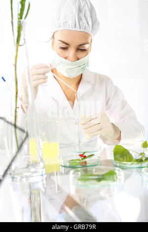 Le génie génétique dans la sélection végétale. Banque D'Images