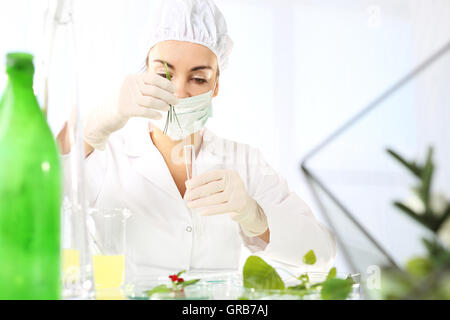 Le génie génétique dans la sélection végétale. Banque D'Images