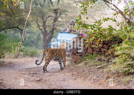 Reine de Ranthambhore Tiger machali T-16 La marche et le touriste étranger dans le safari. Banque D'Images