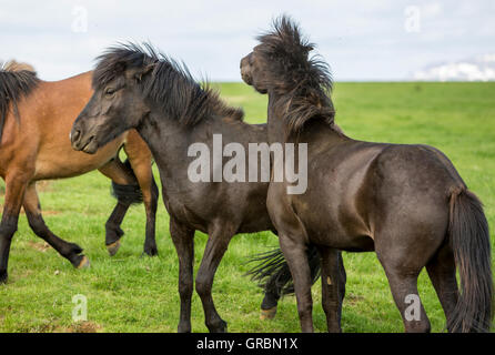 Chevaux Islandais être importuné par les mouches noires l'Islande, au sud-ouest de l'Islande, Golden Circle Tour Banque D'Images