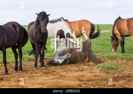 Chevaux Islandais roulant dans la poussière d'être dérangés par les mouches noires près de Bryggja, l'Islande, au sud-ouest de l'Islande, Golden Circle Tour Banque D'Images