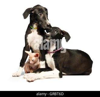 Deux lévriers et chiot mignon chaton don sphynx sur fond blanc Banque D'Images