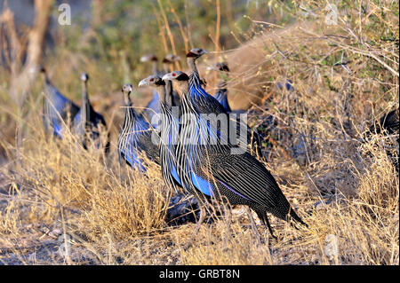Vulturine Guineafowls à Buffalo Springs, au Kenya Banque D'Images