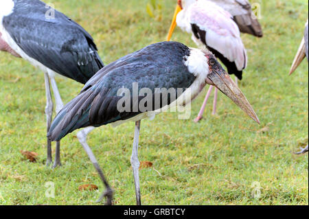 Marabou au lac Nakuru au Kenya, la réserve Banque D'Images