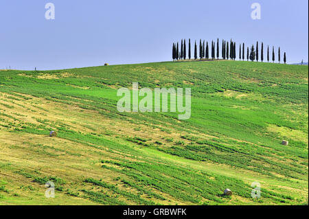 Paysage de Toscane avec groupe de cyprès, Italie Banque D'Images