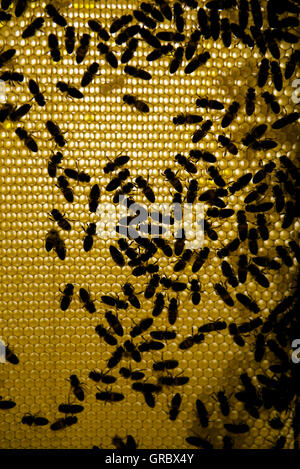 Les abeilles du miel sur Nid d'en rétro-éclairage Banque D'Images