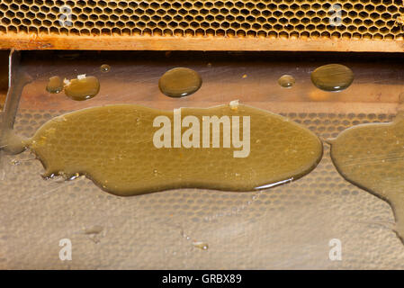 Le miel dégoulinant de miel, réflexion de la lumière des cellules dans le miel d'Abeille Banque D'Images