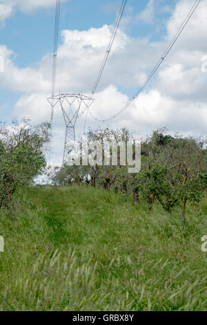 Oive Plantation d'arbres dans le pré en dessous de la ligne d'alimentation haute tension, ciel bleu, nuages blancs, Pouilles, Italie Banque D'Images