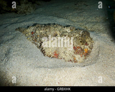 Du vrai poisson-pierre sur fond de sable, Selayar, Sud de Sulawesi, Indonésie Banque D'Images